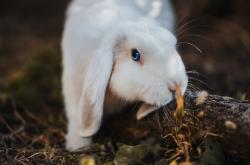 开云官方app入口-巴尔韦德统治全场，当法国战术智慧遇上加纳不屈意志