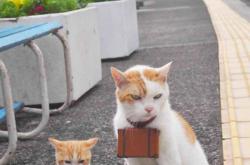 开云体育APP下载-赛道上的焰火，切特点燃的F1年度争冠之夜