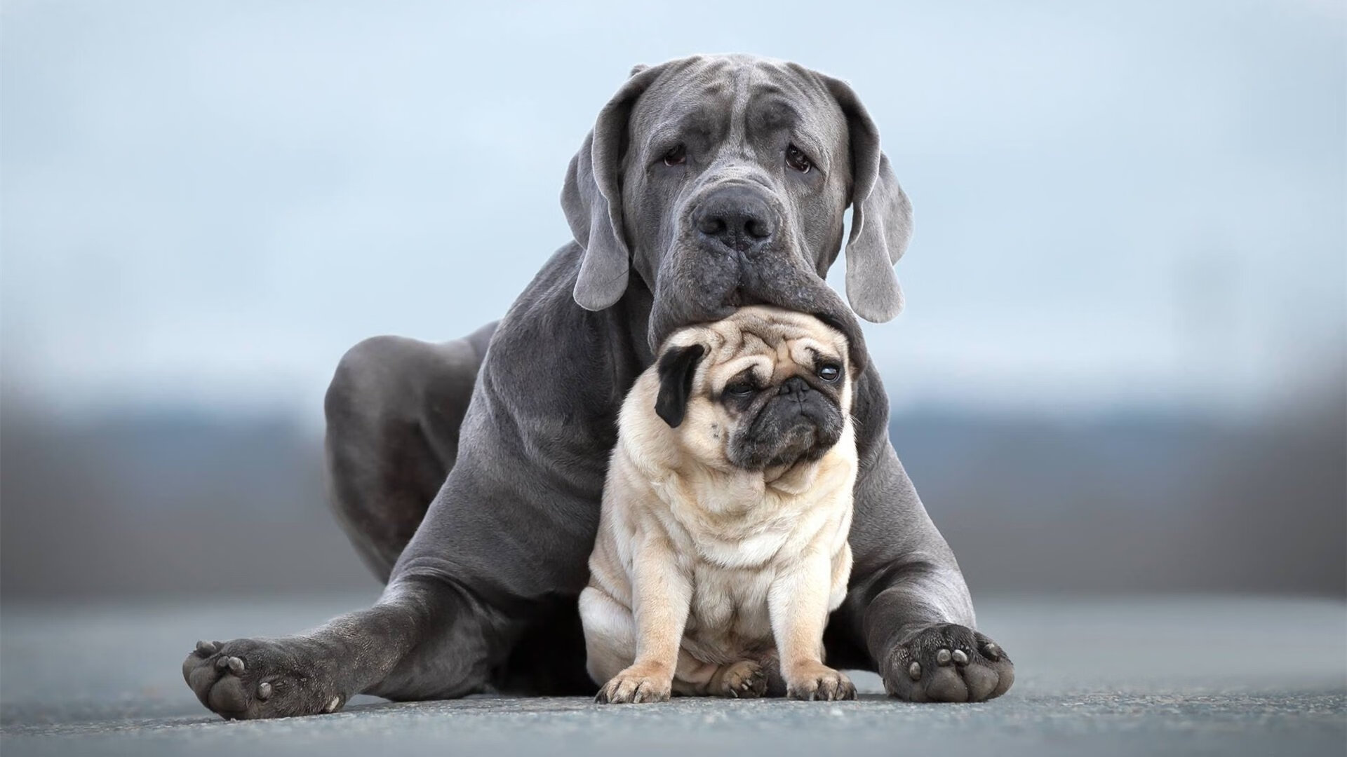 非洲新王加冕与老将传奇，塞内加尔终结摩洛哥霸权，本泽马在意甲赛场重掌权杖