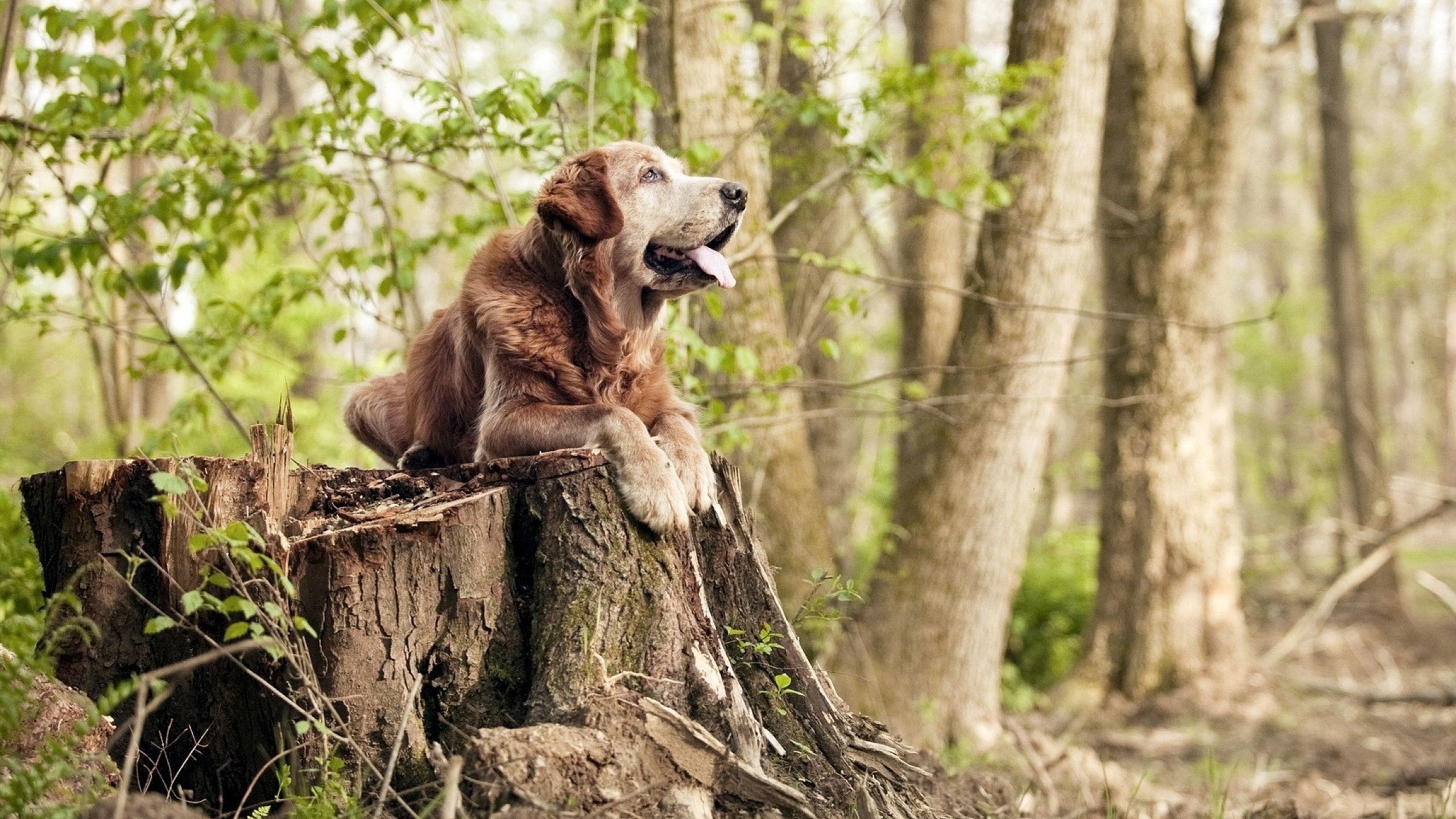卡拉斯科一锤定音，波兰提前终结悬念拉齐奥